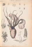 Alcide d'Orbigny - Histoire naturelle - Planche Argonauta argo (1835)