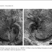 Fossile d'Argonauta absyrtus trouvé à Chypre - David M. Martill and Michael J. Barker in Paleontology (2006)