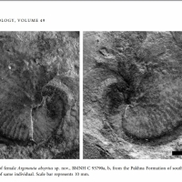 Fossile d'Argonauta absyrtus trouvé à Chypre - David M. Martill and Michael J. Barker in Paleontology (2006)