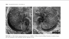 Fossile d'Argonauta absyrtus trouvé à Chypre - David M. Martill and Michael J. Barker in Paleontology (2006)