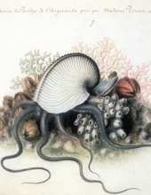 L’Argonauta argo sur une aquarelle de la main de Jeanne Villepreux-Power réalisée en 1839 d’après les spécimens qu’elle étudiait en Sicile.