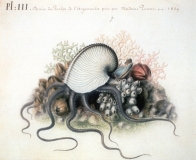 L’Argonauta argo sur une aquarelle de la main de Jeanne Villepreux-Power réalisée en 1839 d’après les spécimens qu’elle étudiait en Sicile. - © Bibliothèque centrale M.N.H.N. Paris - Eve Goodson