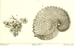 H.-M. D. de Blainville "Manuel de malacologie et de conchyliologie" (1827) - Œufs et nacelle d'Argonata nodosa in pl. XLVII via BHL. www.idscaro.net.