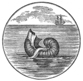 Argonaute papiracé - Merry's museum (1842)