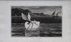 Wood W.William,  Daniell William  illustrateur - Zoography (1807)