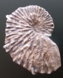 Fossile d'Argonauta argo trouvé en Autriche - Joanneus Wetzelsdorf© Wolfgang Danninger (1915)