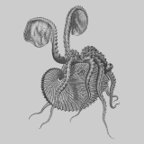 J.-C. Chenu "Illustrations conchyliologiques" (1842)