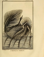 Monfort Histoire naturelle - Argonaute papiracé (1802)