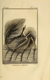 Monfort Histoire naturelle - Argonaute papiracé (1802)