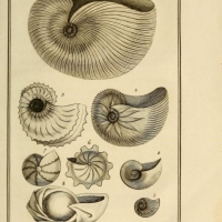 Monfort Histoire naturelle - Argonautes et Nautiles (1802)