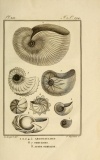 Monfort Histoire naturelle - Argonautes et Nautiles (1802)