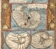 "Viestock" (Livre des poissons) - Coenen Adriaen (1580). Extraordinaire bestiaire manuscrit, dessiné et peint à la main. Représentation  d'argonaute et de nautile.