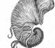 Aldrovandi Ulyssis  "De reliquis animalibus exanguibus libri quatuor" (1606)