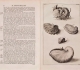 Rumphius "D'Amboinshe rariteitkamer" (1705)