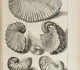 Dezallier d'Argenville  "L’histoire naturelle …la lithologie et la conchyliologie" (1742)