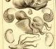 Dezallier d'Argenville - Planches "zoomorphose" (1780)
