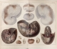 Seba Albert "Locpletissimi rerum naturalium thesauri" (1758) - Argonautes et Nautiles