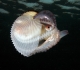 Femelle Argonauta argo. Photo Julian Finn - Museum Victoria