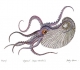 Illustration d'Argonaute - Debby Mason