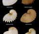 Coquilles de 6 espèces du genre  Argonauta