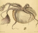 L. A. Reeve "Initiamenta conchologica"' (1846-1849) - Argonauta argo