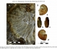 Fossile d'Argonauta argo trouvé dans les Canaries. Joaquin Meco, Anthony A. P. Koppers - The Canary Record of the Evolution of the North Atlantic Pliocene in ResearchGate (June 2015)