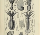 Cuvier "Règne animal" iconographie (1817)