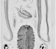 Cuvier "Règne animal" iconographie (1817). En haut gauche et droite : "hectocotyle" de l'argonaute.