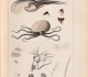 Alcide d'Orbigny - Histoire naturelle - Planche Argonauta argo (1835)