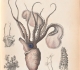 Alcide d'Orbigny - Histoire naturelle - Planche Argonauta argo (1835)