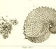 H.-M. D. de Blainville "Manuel de malacologie et de conchyliologie" (1827) - Œufs et nacelle d'Argonata nodosa in pl. XLVII via BHL. www.idscaro.net.