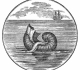 Argonaute papiracé - Merry's museum (1842)