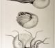 J.-C. Chenu "Illustrations conchyliologiques" (1842)