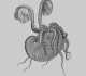 J.-C. Chenu "Illustrations conchyliologiques" (1842)