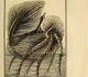 Monfort Histoire naturelle - Argonaute papiracé (1802)
