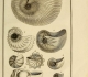 Monfort Histoire naturelle - Argonautes et Nautiles (1802)