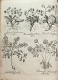Auricula - Arader Galleries