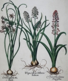 Hyacinthus et Ornitrogalum - Arader Galleries