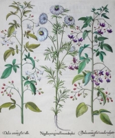 Nigella - Arader Galleries