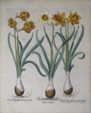 Narcissis - Arader Galleries