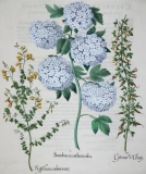 Sambucus Arborrolea - Arader Galleries