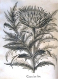 Cineracum flore - Deutsches Museum