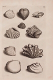 "D'Amboinsche Rariteitkamer..." (1705) - Planche 13 Chama :  A Circinata, B Litterata oblonga, C Litterata rotunda, D Pectinata, E Scobinata, G Laevis, H Lutaria, L Virgata