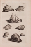 "D'Amboinsche Rariteitkamer..." (1705) - Planche 23 Cassis : A Cassis tuberosa Cornuta (appellation encore en usage), B Cassis rubra, C Cassis pennata, D Cassis aspera