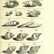 35 - Copie (577x640)