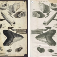 Dessin de la main de Hooke (a) : différents types de fossiles dents de requin, bivalves, gastéropodes, bélemnites - crédit British Library