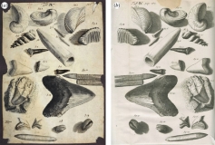 Dessin de la main de Hooke (a) : différents types de fossiles dents de requin, bivalves, gastéropodes, bélemnites - crédit British Library