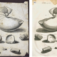 Dessin de Richard Waller (a) : nautile et bois fossiles - crédit British Library
