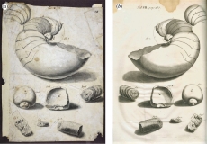 Dessin de Richard Waller (a) : nautile et bois fossiles - crédit British Library