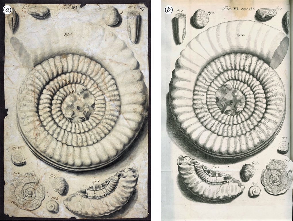 Dessin de Richard Waller (a), éditeur de Posthumous Works (1705) : ammonite, bivalves, gastéropode, bélemnite fossiles- crédit British Library